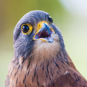 Album Bird Sounds from White Noise Sounds