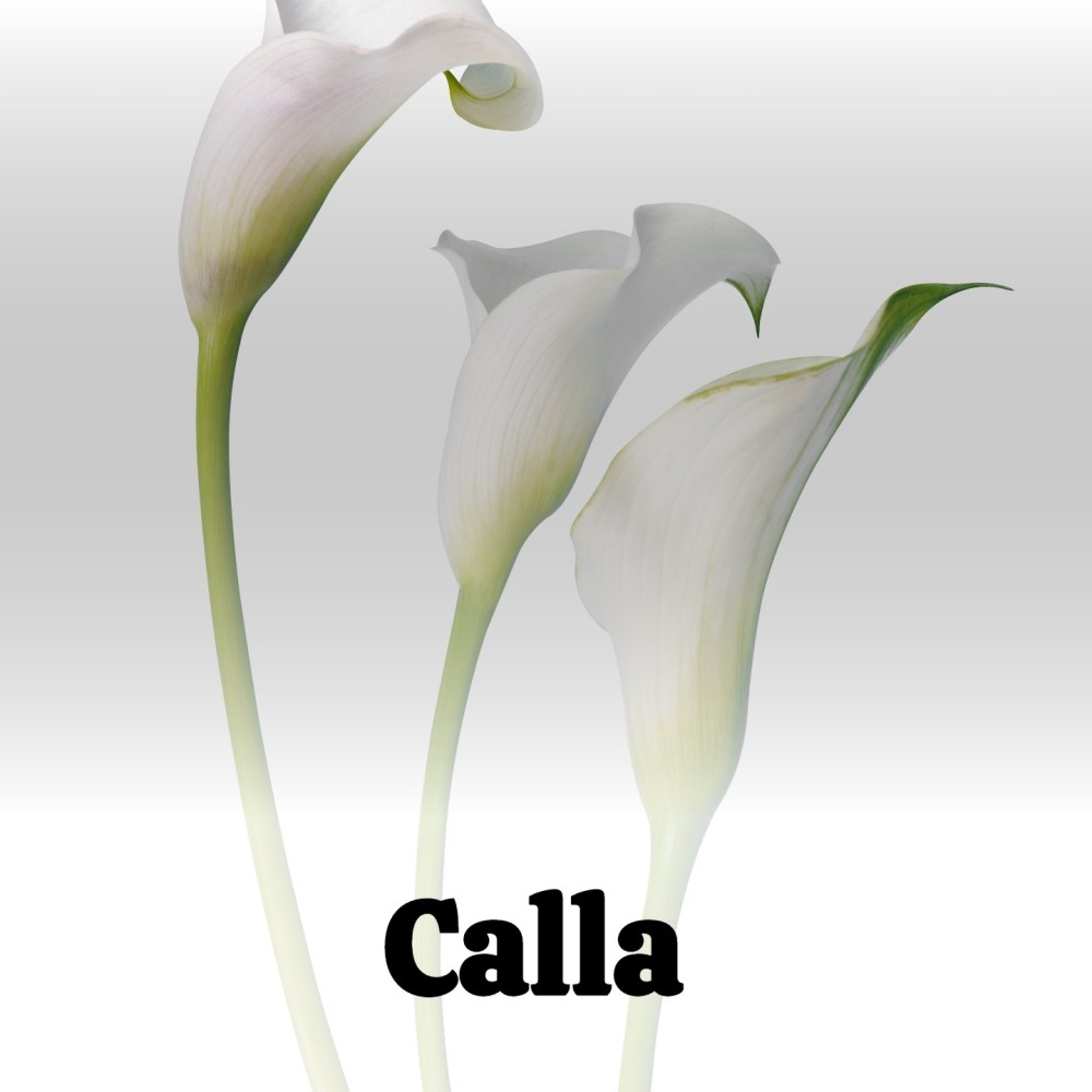 Calla