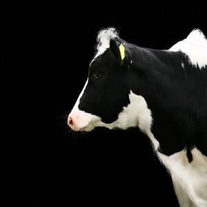 Dengarkan Sea Explorers Malapascua lagu dari The Golden Islands dengan lirik