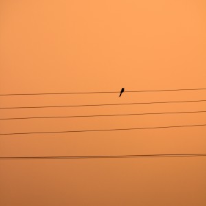 收聽House of Fitz的The Wire (feat. Patrick James)歌詞歌曲