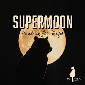 Album Supermoon Healing for Dogs (Dog Days Relaxation, 528 and 432 Hz to Calm Your Pets) from Pet Music Academy