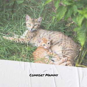 Album Comfort Mammy from Various Artists