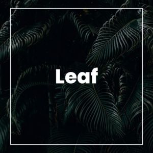 อัลบัม Leaf ศิลปิน Brenda