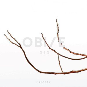 Album 313 from OBI