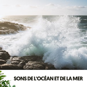 Dog Relaxation的專輯Sons de l'Océan et de la Mer: Harmonie et Force