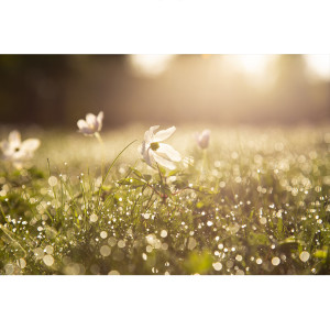 Listen to New Light song with lyrics from 데일리 스케치