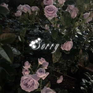 Album Sorry from Babymaru