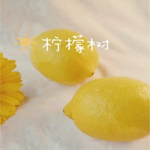 保安隊長的專輯檸檬樹