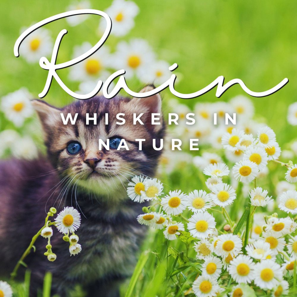 Rainy Day Kitty Serenity