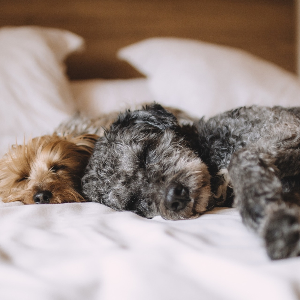 Dog Sleeping