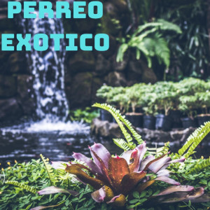 Listen to Exótico song with lyrics from dj Tik Toker
