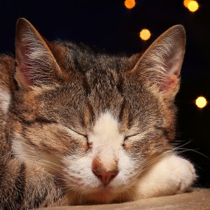 ดาวน์โหลดและฟังเพลง Modo Gato Con Ritmos Relajantes พร้อมเนื้อเพลงจาก Música para Relajar Gatitos