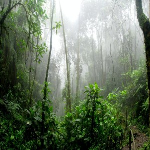 Album Calming Rainforest Sounds VOL.1 oleh Calming Rainforest Sounds