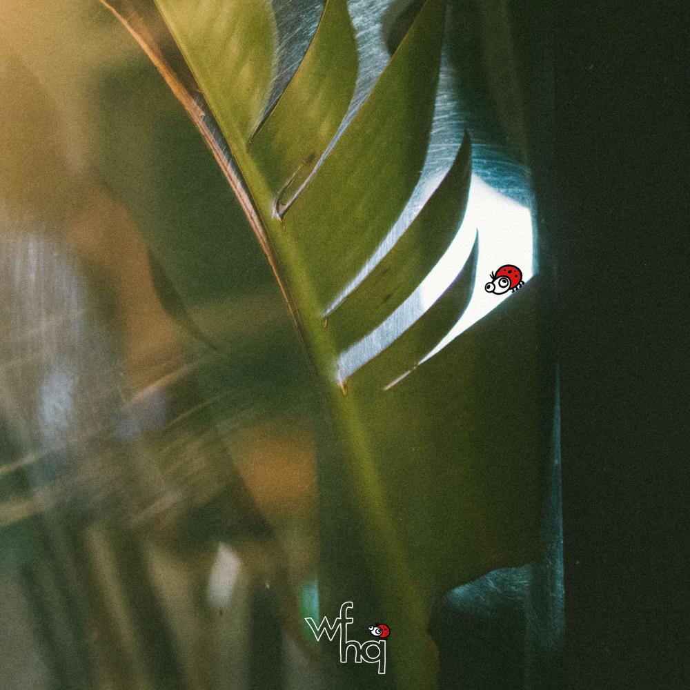 Ladybug (Original Mix)