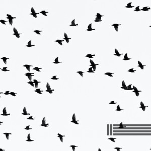 Album Birds Singing For Your Calmness oleh Birds In The Forest