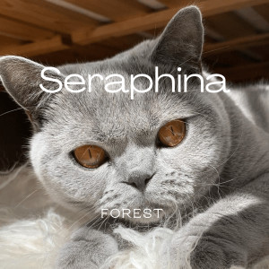 Listen to Seraphina song with lyrics from Forest