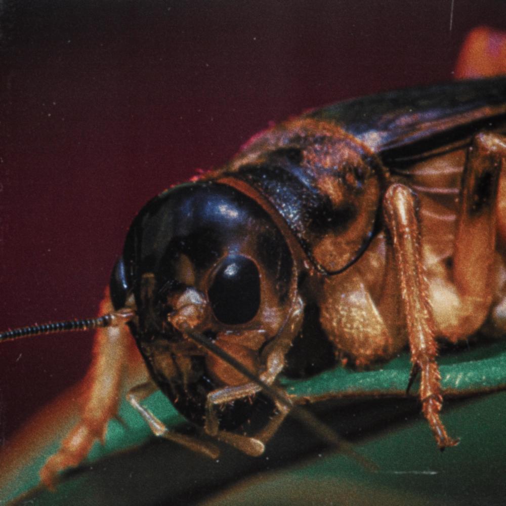 CRICKETS