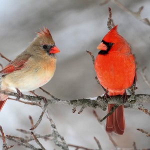 收听Birds In The Forest的Dawn歌词歌曲