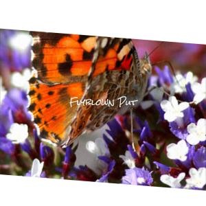Album Flyblown Put from Various