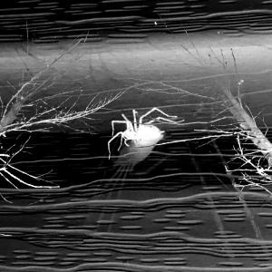 Cryptid的專輯litres of ash and smoke (Explicit)