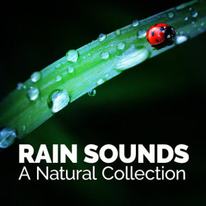ดาวน์โหลดและฟังเพลง Night Rain พร้อมเนื้อเพลงจาก Rain Sounds Nature Collection