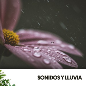 Dog Relaxation的專輯Sonidos y Lluvia: Melodías de la naturaleza