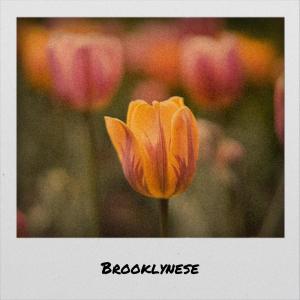 Album Brooklynese from Various
