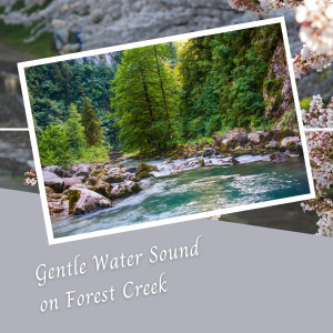 อัลบัม Gentle Water Sound on Forest Creek - 3 Hours ศิลปิน 