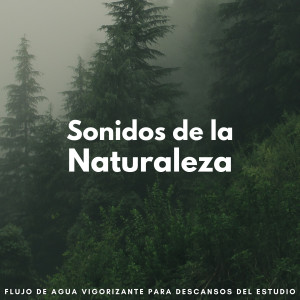 Sonidos De La Naturaleza: Flujo De Agua Vigorizante Para Descansos Del Estudio