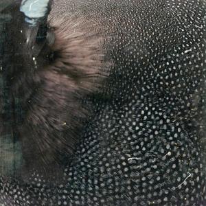 收聽Herman的Adrestia歌詞歌曲