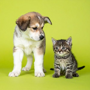 ดาวน์โหลดและฟังเพลง La Alegría Del Juego Y El Descanso พร้อมเนื้อเพลงจาก Mascotas