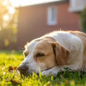 ดาวน์โหลดและฟังเพลง Ritmos Suaves Para Mascotas พร้อมเนื้อเพลงจาก Calma para animales soñadores
