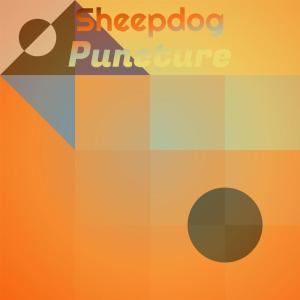 Various Artists的專輯Sheepdog Puncture