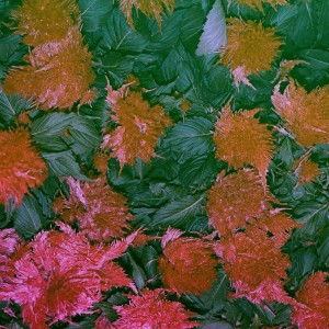 收听Farewell Dear Ghost的Hollywood Dreaming歌词歌曲