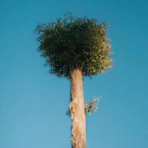 ดาวน์โหลดและฟังเพลง Young Tree พร้อมเนื้อเพลงจาก Nature Sounds
