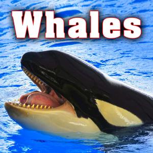 ดาวน์โหลดและฟังเพลง Whale Squeaks & Whistles Underwater พร้อมเนื้อเพลงจาก Sound Ideas