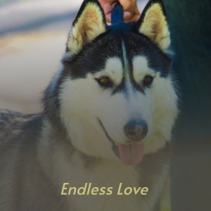 ดาวน์โหลดและฟังเพลง Endless Love พร้อมเนื้อเพลงจาก Kenny Rogers