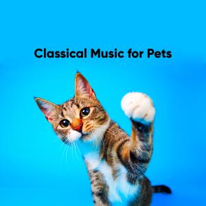 Listen to Orchestral Suite No. 3 in D Major, BWV 1068: Air on the G String song with lyrics from Classical Music for Pets