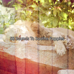 อัลบัม 58 Sounds To Soothe Puppies ศิลปิน Best Relaxing Spa Music