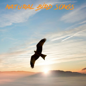 Listen to Natural Bird Songs song with lyrics from Bird Songs