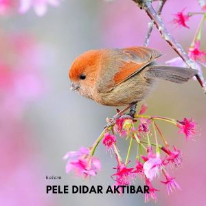 ดาวน์โหลดและฟังเพลง Pele Didar Aktibar พร้อมเนื้อเพลงจาก Kalam