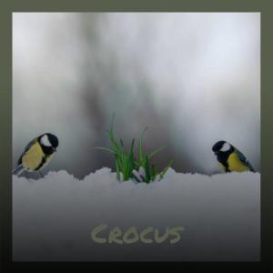 Various Artists的專輯Crocus
