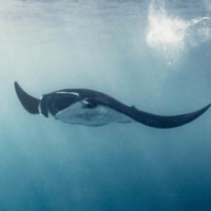 收听cc宝贝宝贝的化海蓝鲸 (伴奏)歌词歌曲