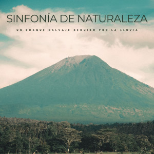 Sonidos de la Naturaleza Relax的專輯Sinfonía De Naturaleza: Un Bosque Salvaje Seguido Por La Lluvia