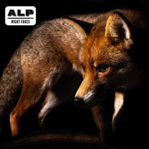 Album Night Foxes from ALP