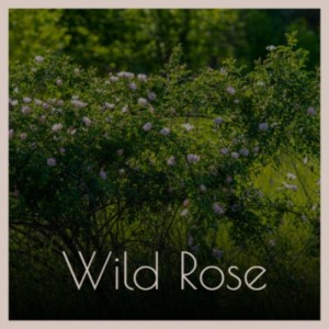 Album Wild Rose (Explicit) from 