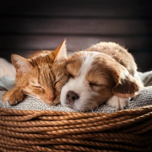 Estados de ánimo binaurales的專輯Comodidad De Las Mascotas: Música Relajante Para Los Compañeros