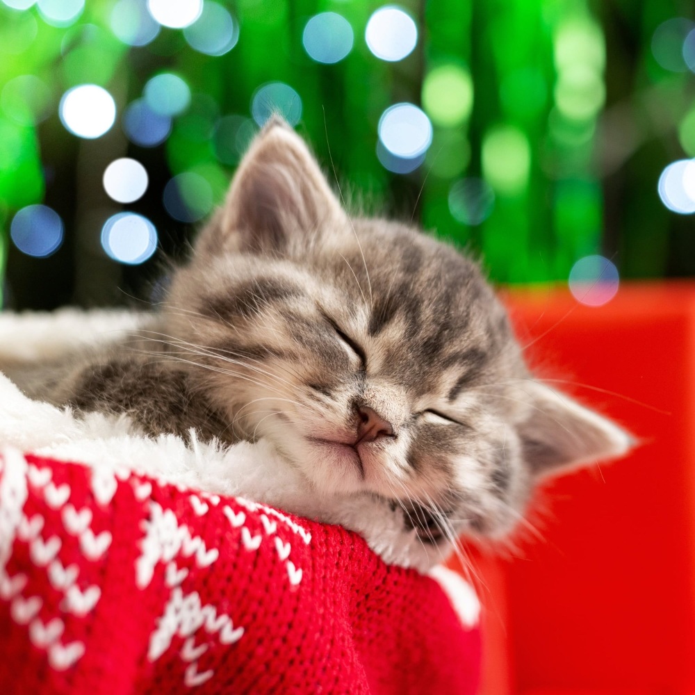 Silence of Kitty's Harmony