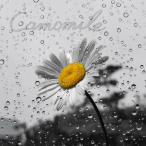 ดาวน์โหลดและฟังเพลง ChamoMile พร้อมเนื้อเพลงจาก 노바