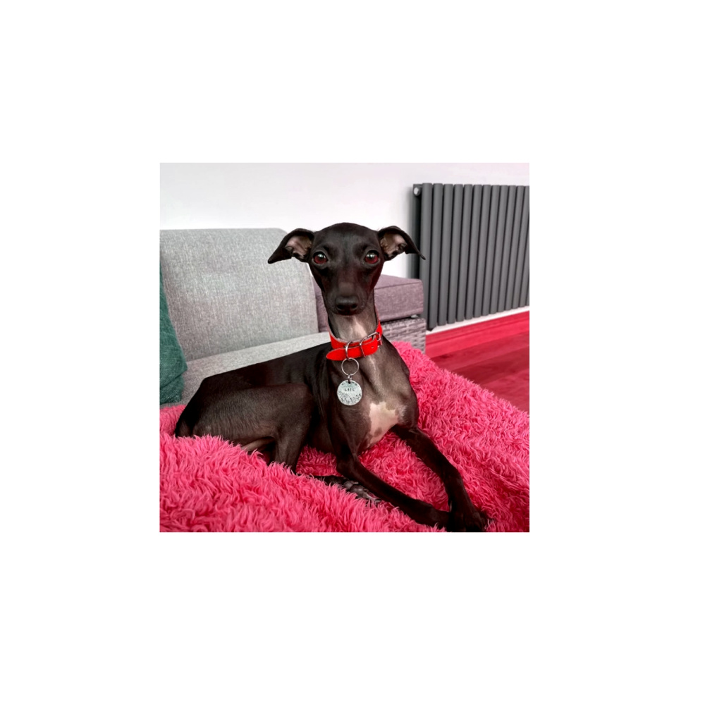 Windhund (Explicit)